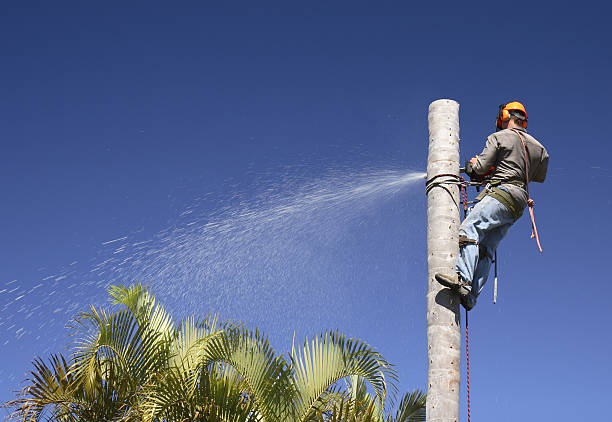 Best Landscape Design and Installation  in Paulden, AZ